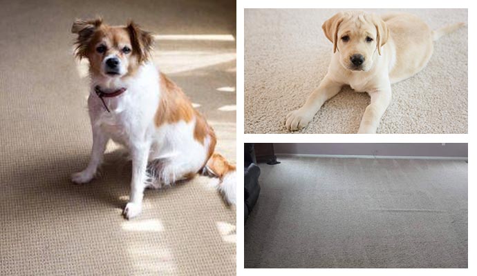 Carpet with pet stains, pet odor, mold, and mildew issues.