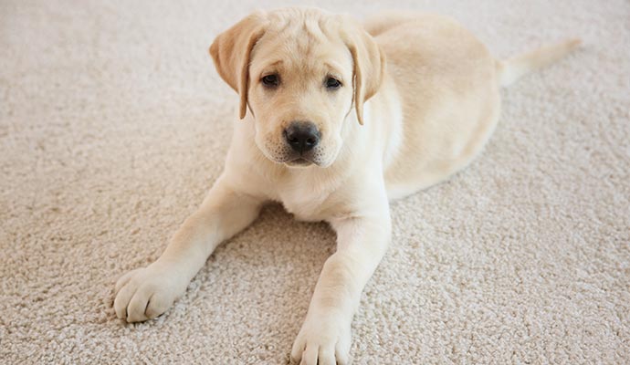 Adorable dog relaxing on a soft and cozy carpet.