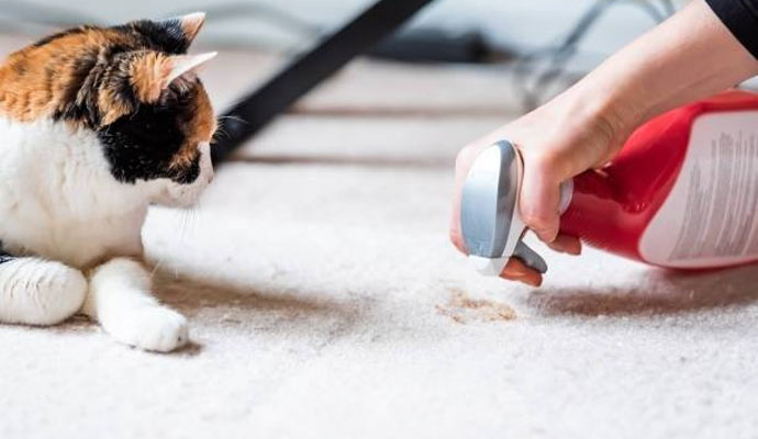 Pet Odor Removal From Carpets in Pueblo & Colorado Springs, CO
