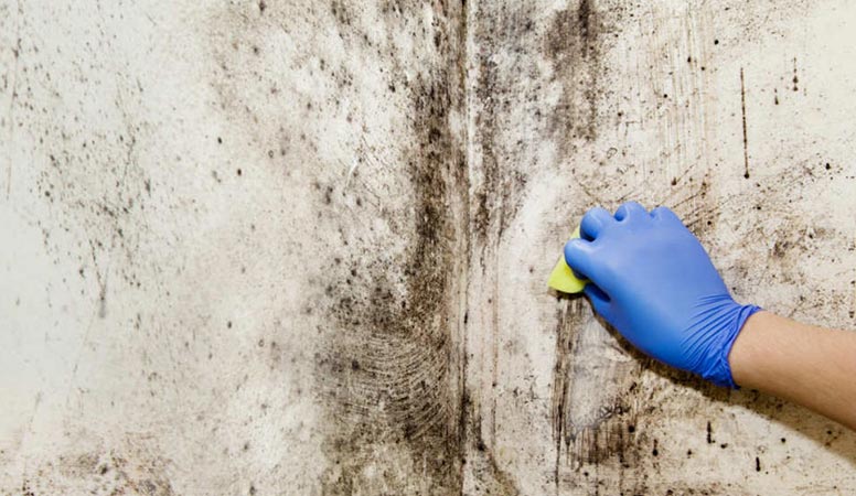 expert mold cleanup service,