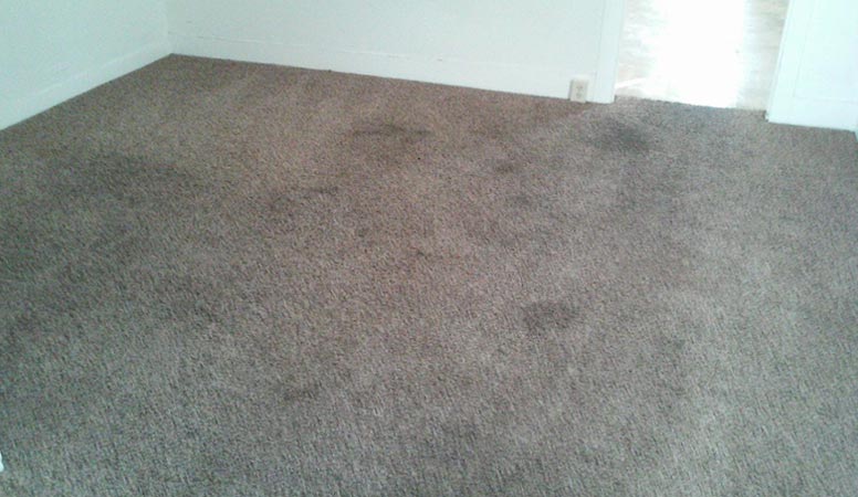 Stained floor with moldy carpet