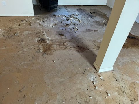 Mold on the Floor Caused by Water Damage